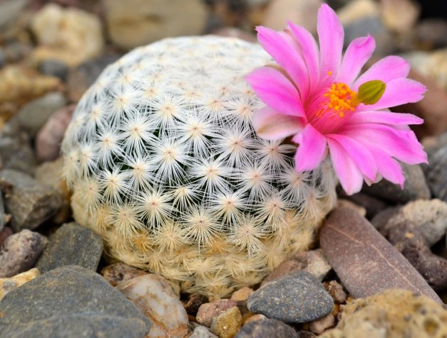 Cactus Mammillaria herrerae, endémico de México y en peligro crítico ©Jardín Botánico Regional de Cadereyta