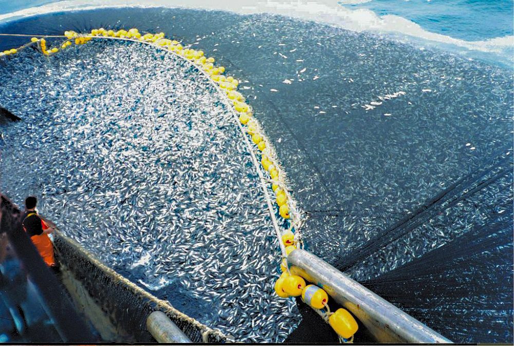 ¿Por qué poner fin a los subsidios negativos a la pesca?