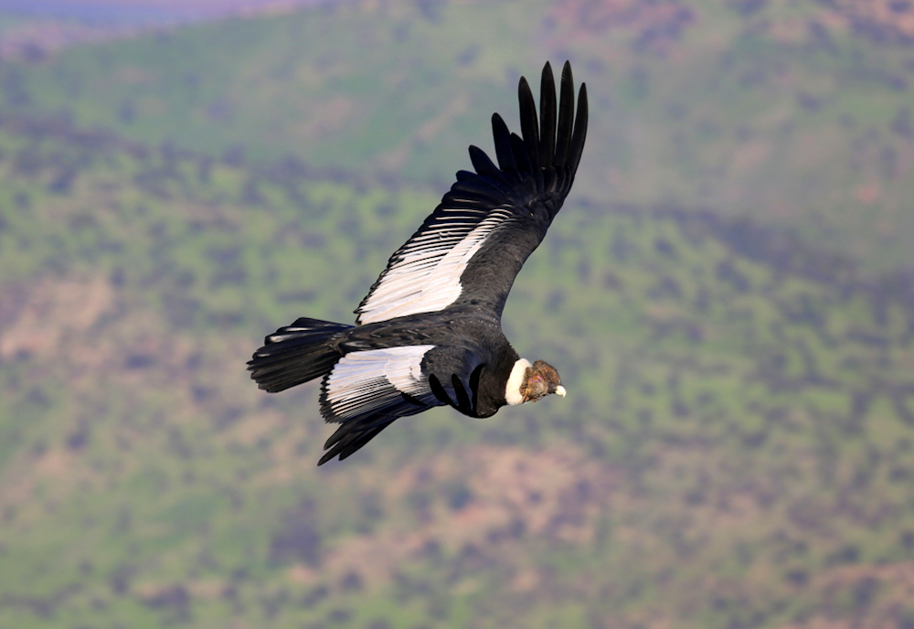 Imagen de cóndor andino (Vultur gryphus) ©Eduardo Pavez