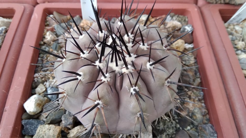 Copiapoa cinerea reproducida desde semilla ©Santiago Figueroa / Cactus Lagarto