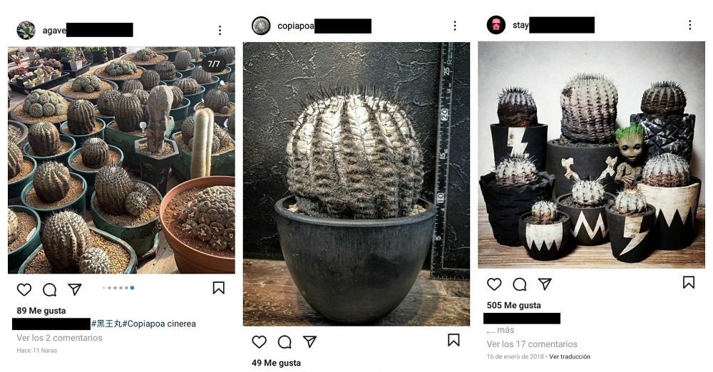 cuentas que venden cactus chilenos que habrían sido extirpados de su hábitat