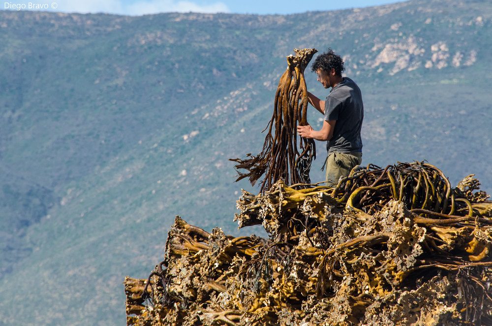 Advierten sobre riesgos del barreteo de algas luego de que Subpesca permitiera esta práctica en Antofagasta