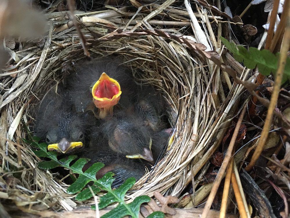 ¿Enfrentan las aves una “trampa ecológica” en isla Navarino? Los efectos de la depredación en nidos de los bosques australes