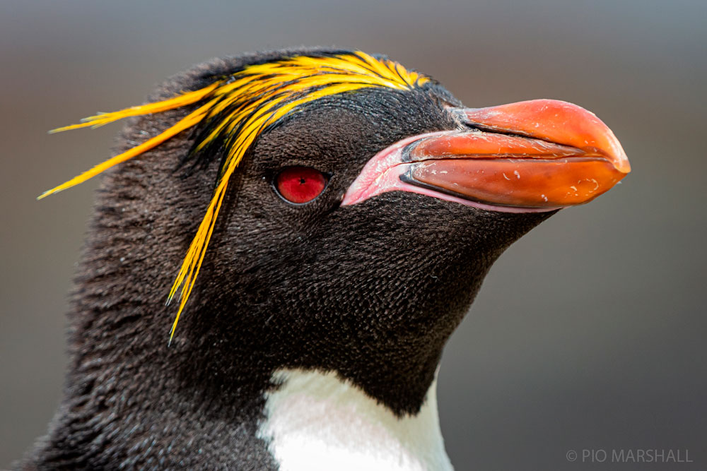Pinguino macaroni (Eudyptes chrysolophus) ©Pío Marshall
