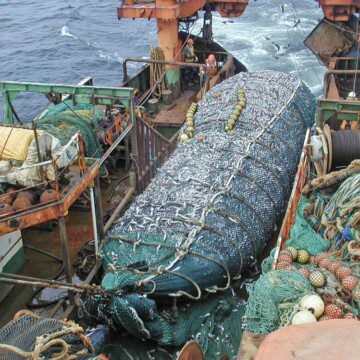 Pesca de arrastre: alertan riesgo de colapso en la merluza común y publican informe para eliminar este método de captura