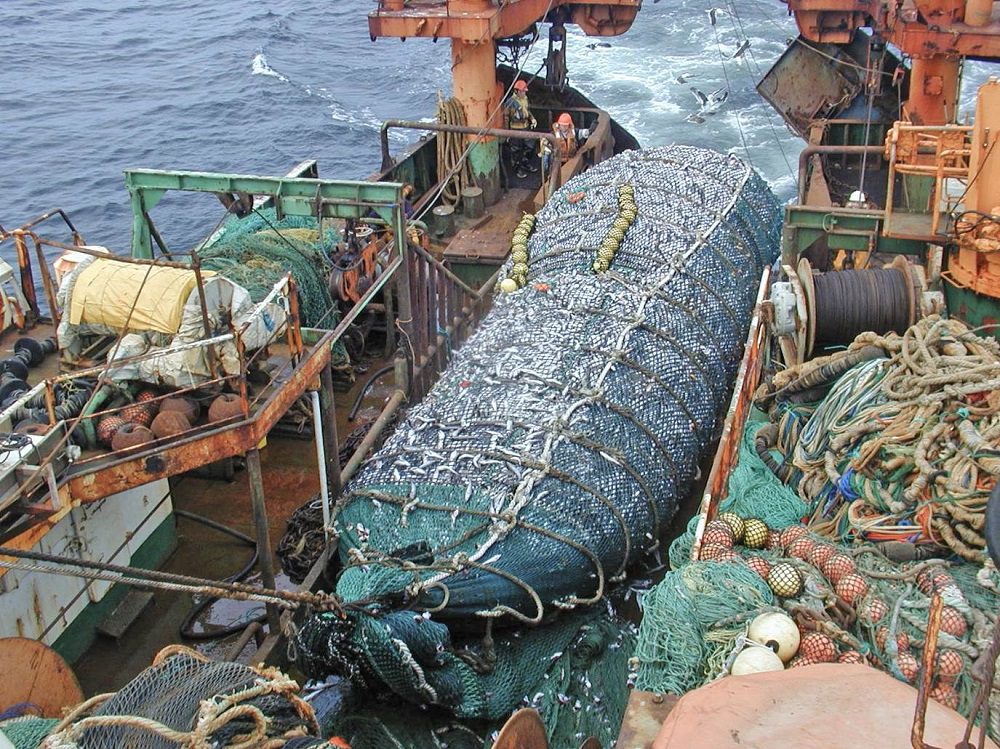 Pesca de arrastre: alertan riesgo de colapso en la merluza común y publican informe para eliminar este método de captura