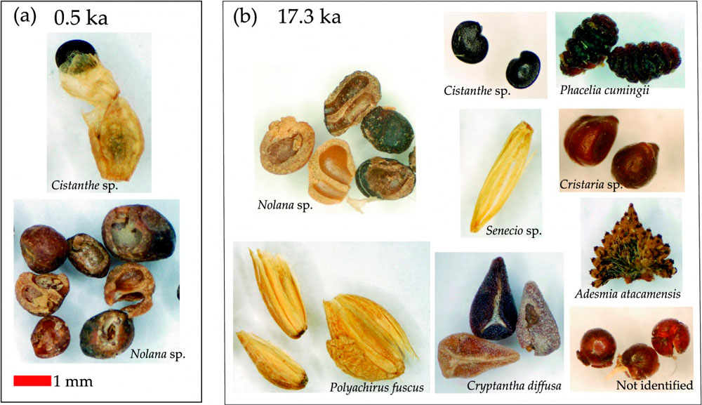 Semillas identificadas mediante análisis de material biológico fósil encontrado en las paleomadrigueras/ Imagen: Flikr.