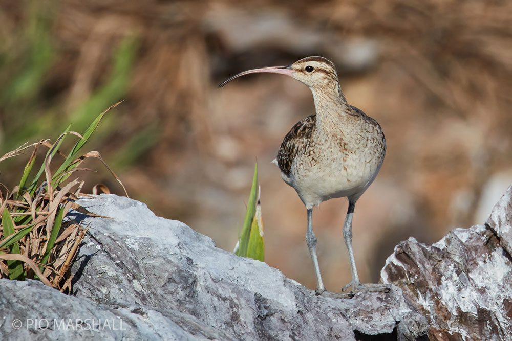 Un desafío para los observadores: 15 aves difíciles de ver en Chile