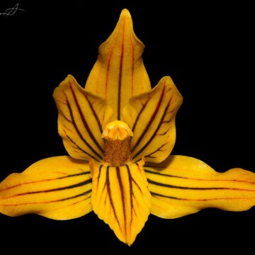 El estrecho vínculo entre orquídeas y hongos: la importancia de las micorrizas para conservar a estas plantas en Chile