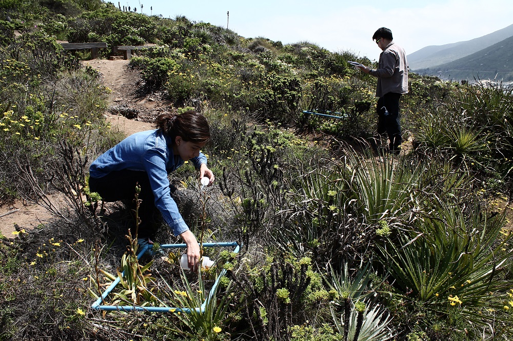 Experimento de fertilización realizado en Cerro La Cruz, Zapallar ©Isabel Mujica