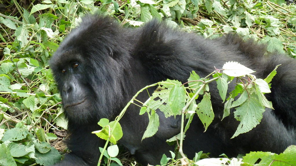 Gorila de montaña, Parque Nacional Virunga ©Mauro Gambini