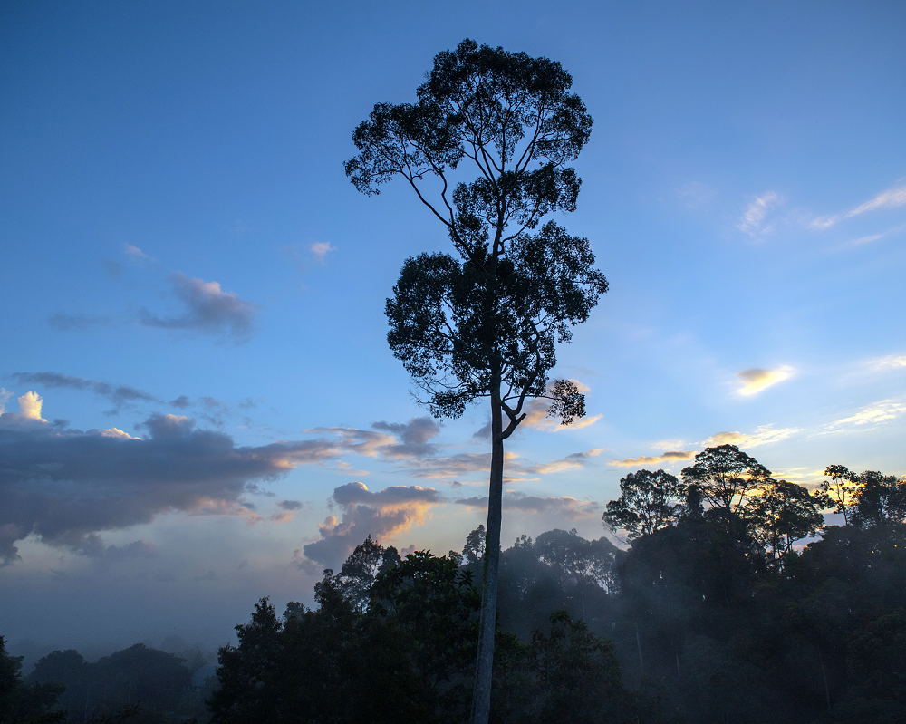 Informe Frentes de Deforestación ©Chris Ratcliffe / WWF