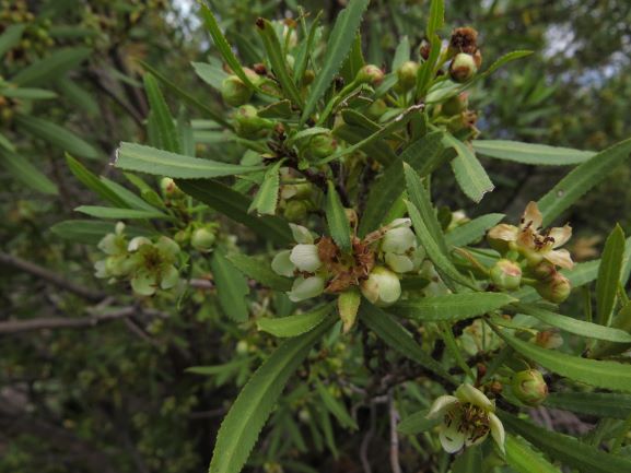 Kageneckia angustifolia, Cantillana-Frangel ©Nicolás Lavandero