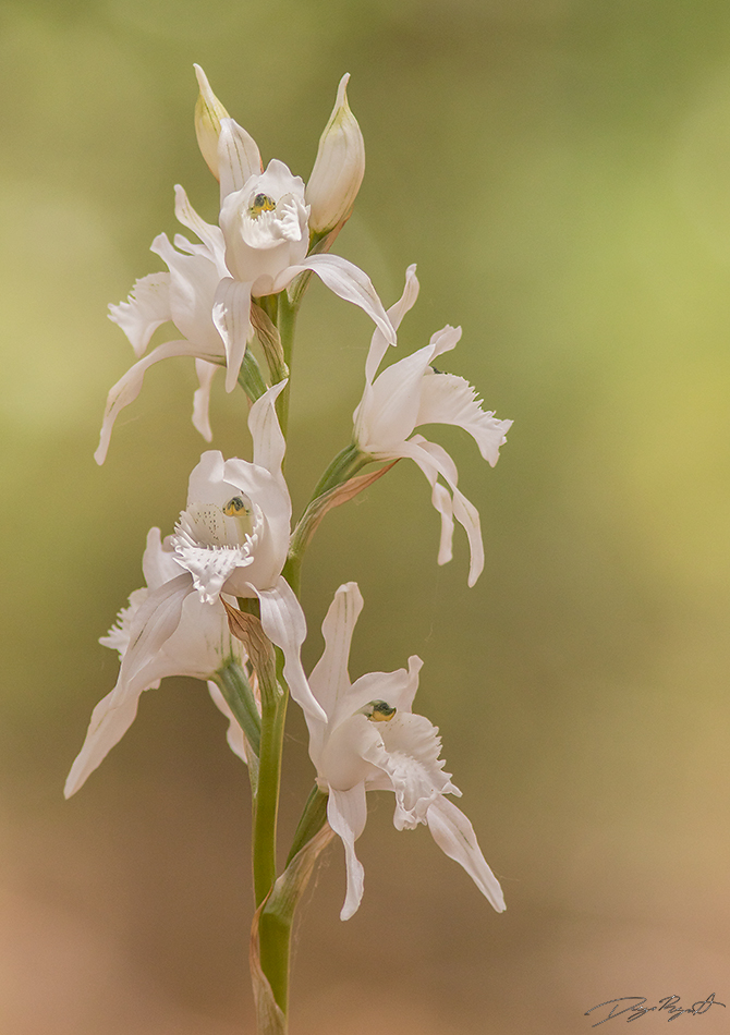 Orquídea Chloraea crispa ©Diego Reyes