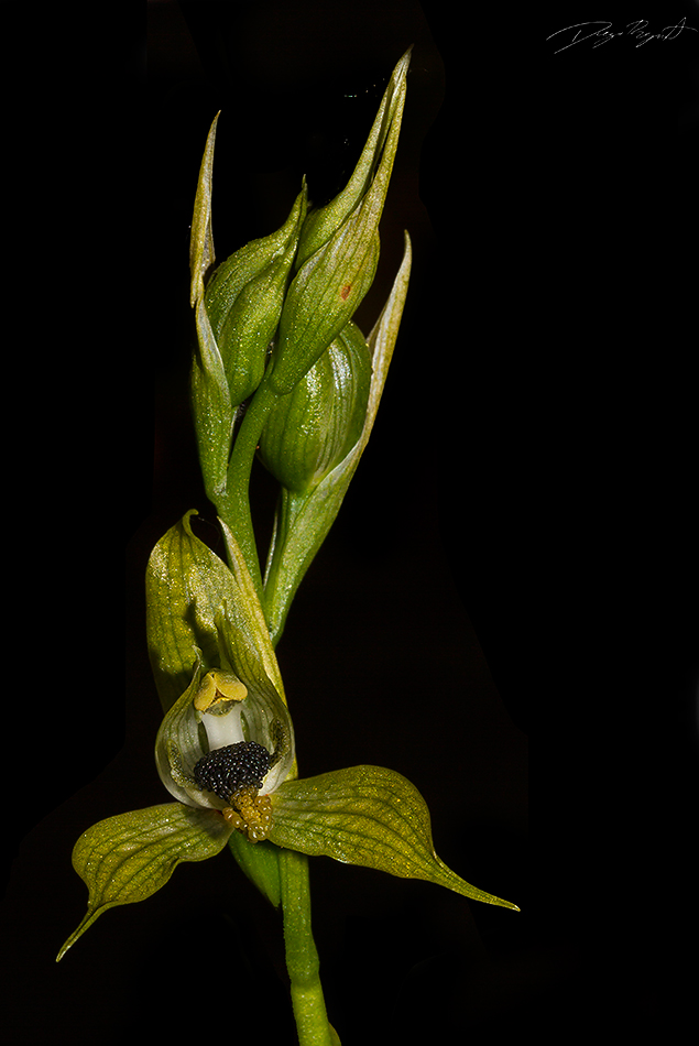 Orquídea Bipinnula apinnula ©Diego Reyes
