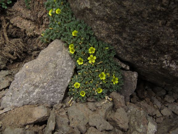 Cooperación entre plantas ayuda a su sobrevivencia en nuestra Cordillera
