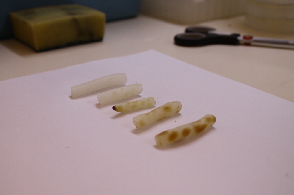 Raíces de Bipinnula fimbriata lavadas, las manchas oscuras son producidas por la presencia de los hongos micorrícicos ©Isabel Mujica