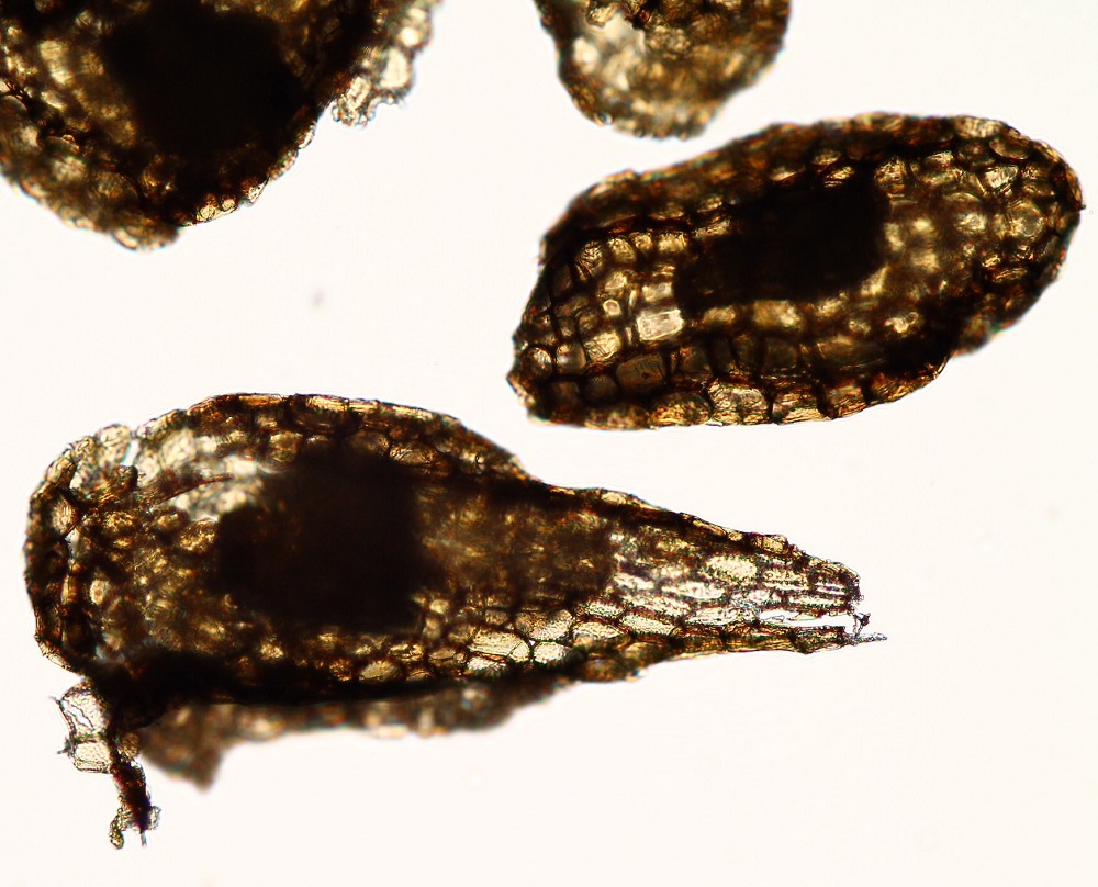 Semillas más de cerca tomadas con lupa, se puede observar el embrión y la testa de la semilla ©Isabel Mujica
