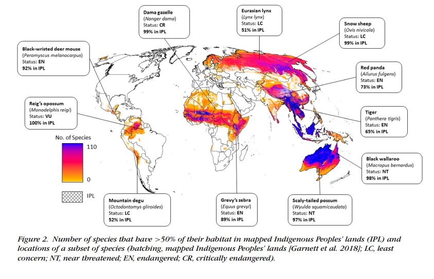 Mapa de especies que tienen más del 50% de su hábitat en tierras de pueblos indígenas. Imagen extraída de The importance of Indigenous Peoples’ lands for the conservation of terrestrial mammals