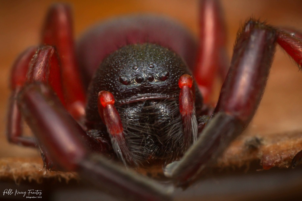 Araña de la familia Palpimanidae, San Vicente Tagua Tagua, O’Higgins ©Pablo Núñez