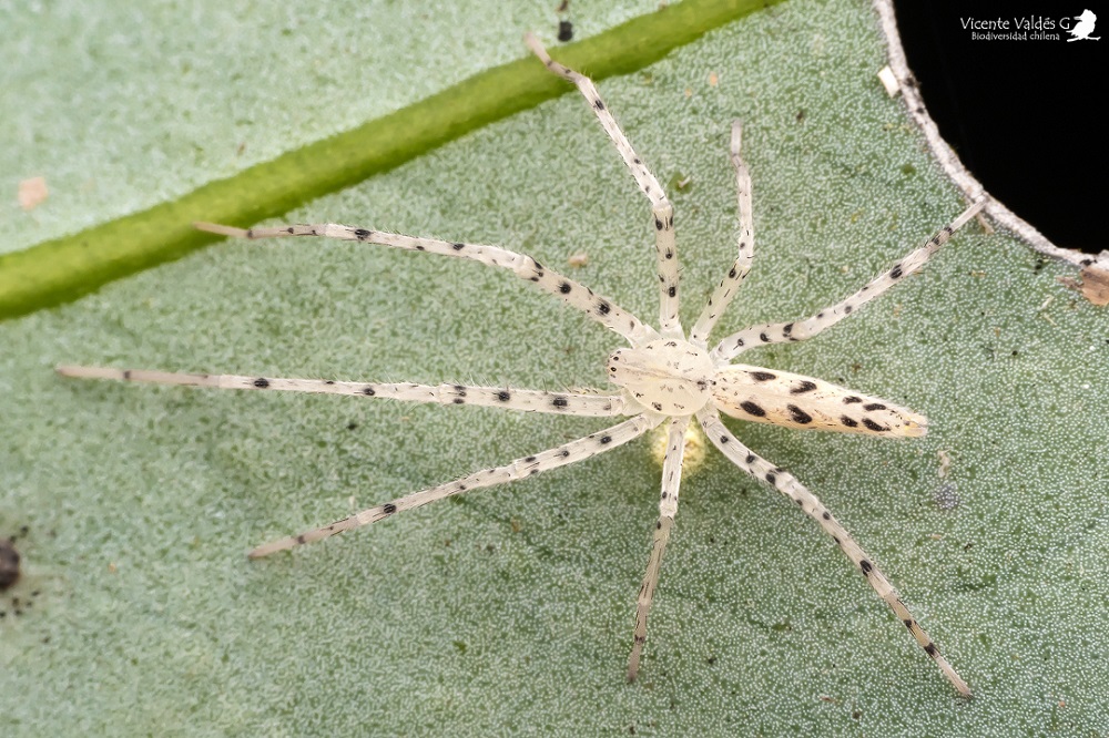 Araña fantasma (Oxysoma punctatum), Quellón, Chiloé ©Vicente Valdés Guzmán