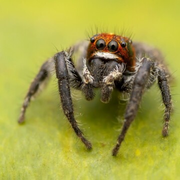 Arañas de Chile: revindicando a estos fascinantes seres