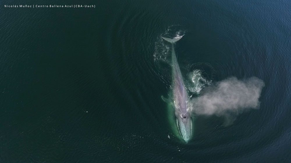 Estudio estima que hasta mil embarcaciones al día se desplazan en zonas de alimentación de ballenas azules en la Patagonia norte chilena