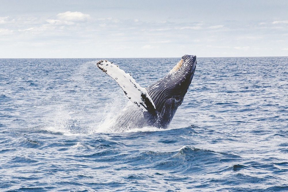 Día Mundial de las Ballenas: 6 datos sobre los gigantes del océano que quizás no conocías