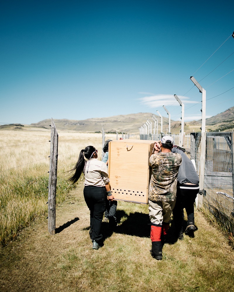 Charitos o polluelos de ñandú trasladados a Aysén ©Jan Vincent Kleine