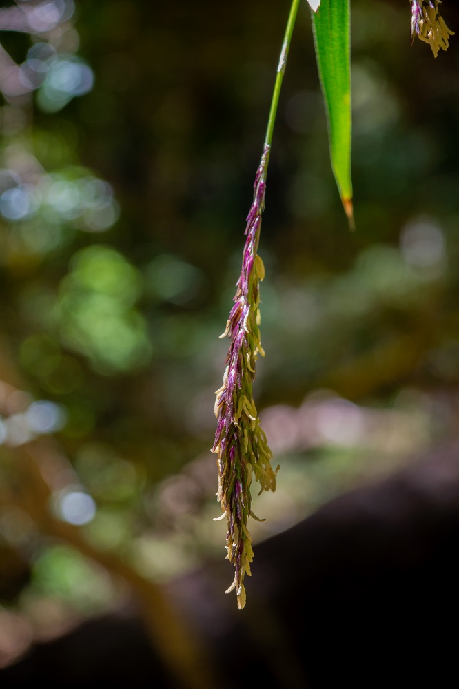 Estado de floración de la quila ©Quilantún