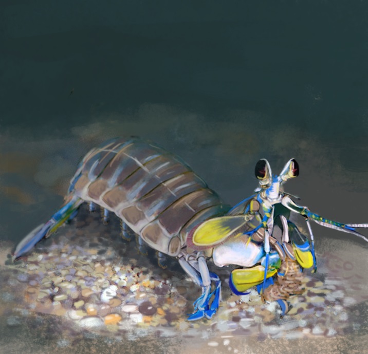 Estomatópodo, conocido popularmente como cangrejo mantis ©Within Play