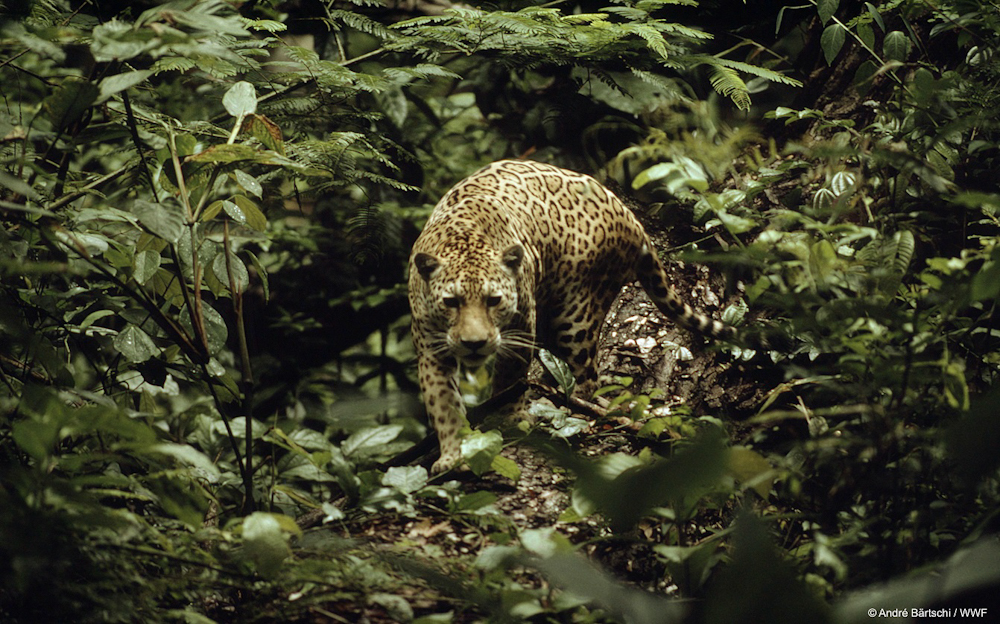 Jaguar, Río Tambopata, Perú. ©André Bartschi WWF