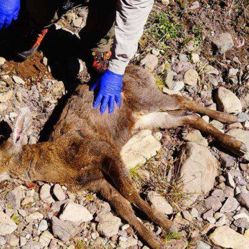 Cría de huemul muere atropellada en carretera que cruza el Parque Nacional Cerro Castillo