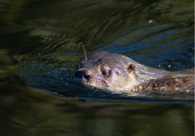 El huillín o nutria de río (Lontra provocax) es una de las especies que habitan el río San Pedro y que actualmente se encuentra en peligro de extinción ©Sebastián Saiter