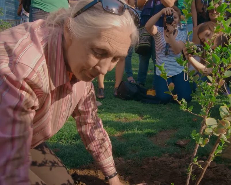 Un mensaje de Jane Goodall para ti: «La Tierra más que un recurso, es tu hogar»