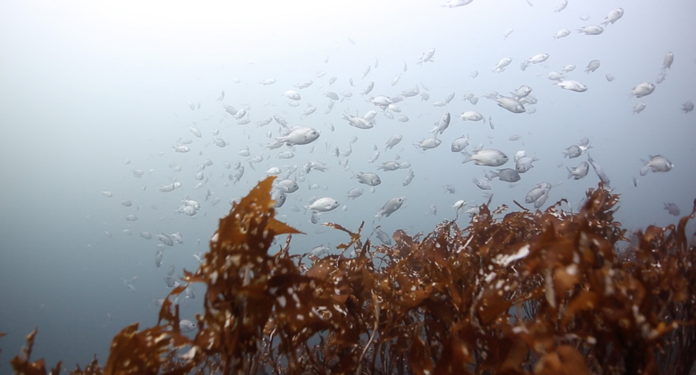 Bajo la superficie del mar, perímetro isla Chañaral Foto @urayaku