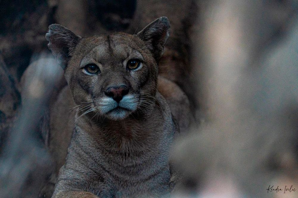Pumas desaparecidos del Refugio Animal Cascada tras aluvión: continúan búsqueda y llaman a mantener la calma