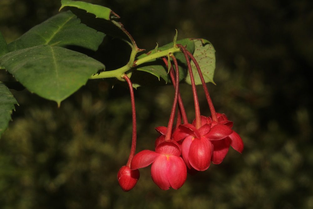 Michay rojo: la amenazada planta que resiste en el centro sur de Chile