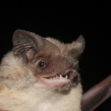 El Valle de Azapa es reconocido como refugio para murciélagos, incluyendo a la única especie polinívora de Chile