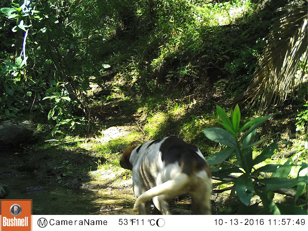 Perro en aguada donde frecuentan zorros, PN La Campana © CONAF