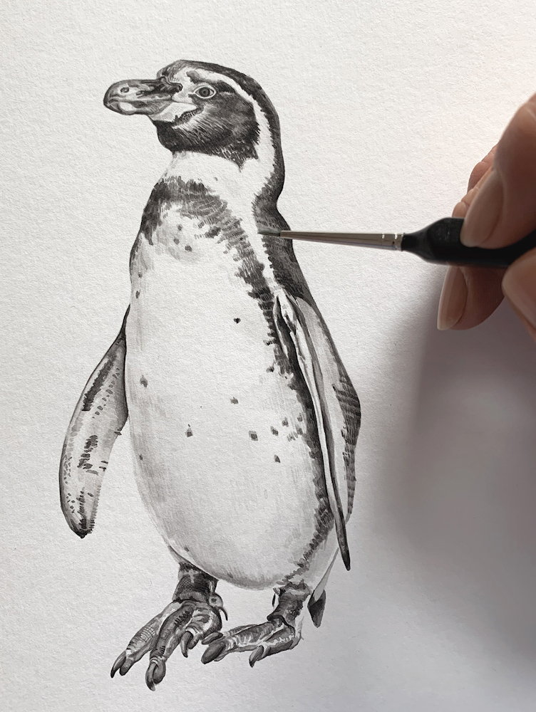 Pingüino de Humboldt- Spheniscus humboldti Acuarela sobre papel de Algodón, ilustración de Antonia Reyes @antoniapajarito