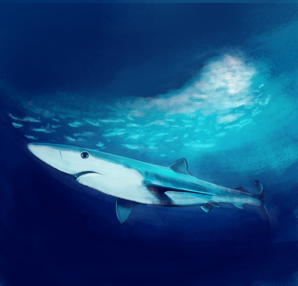 Tiburón azulejo ©Within Play