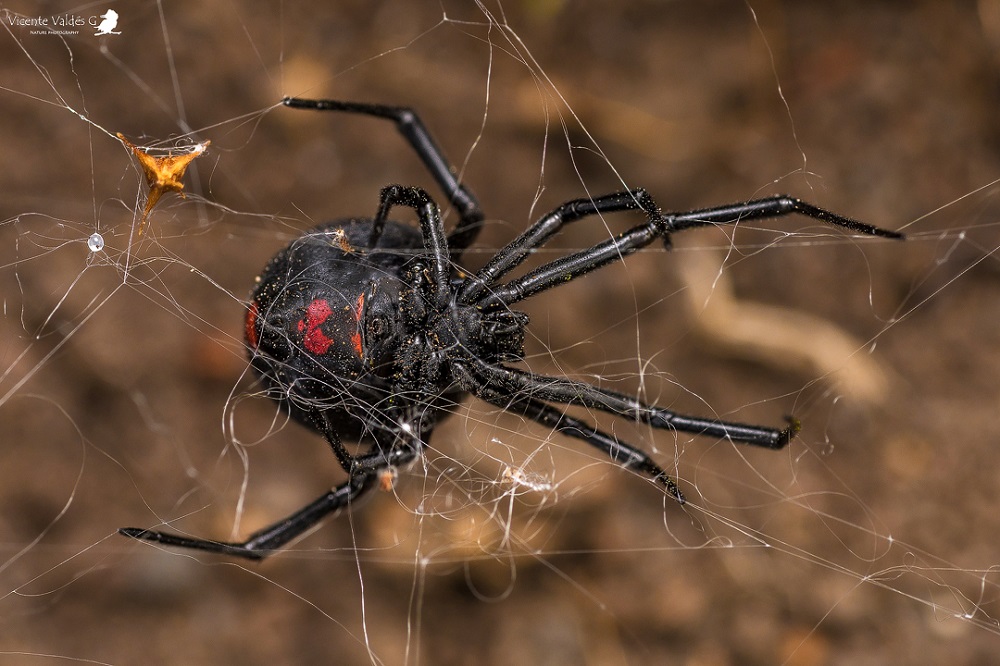 Viuda negra o araña del trigo (Latrodectus cf thoracicus), Torres del Paine Magallanes ©Vicente Valdés Guzmán