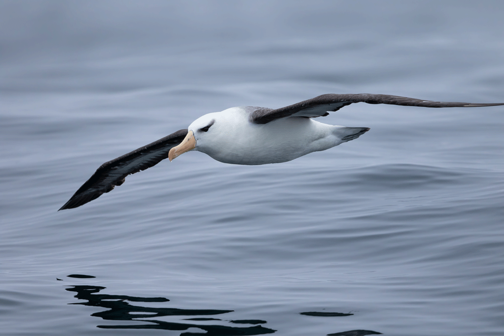 Albatross de ceja negra, Valparaíso, Chile @Fernando Díaz/ Albatross Birding