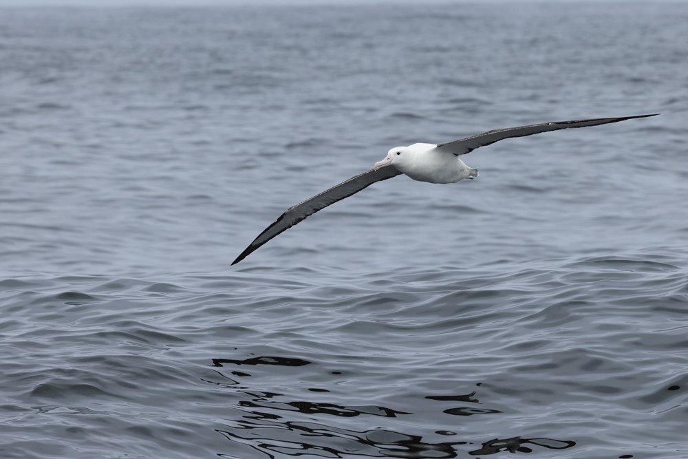 Albatros real, Valparaíso, Chile @Fernando Díaz/ Albatross Birding