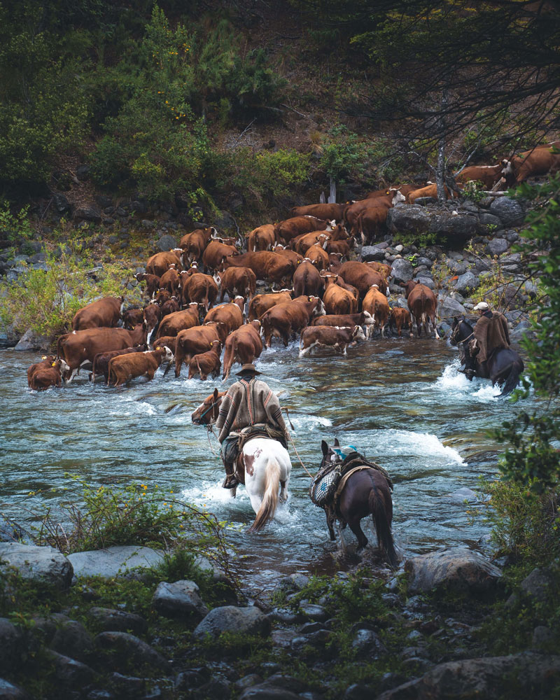 Arrierios cruzando el río ©Jens Meier