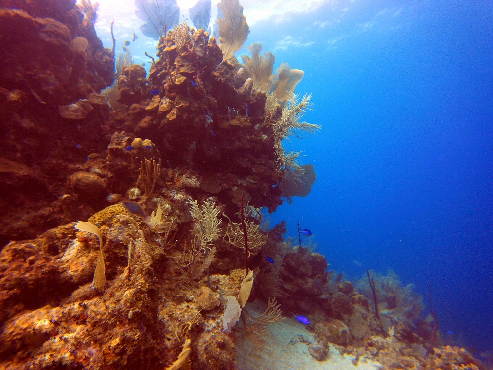Buceo entre corales en Utila, Honduras ©Bernardita Leria