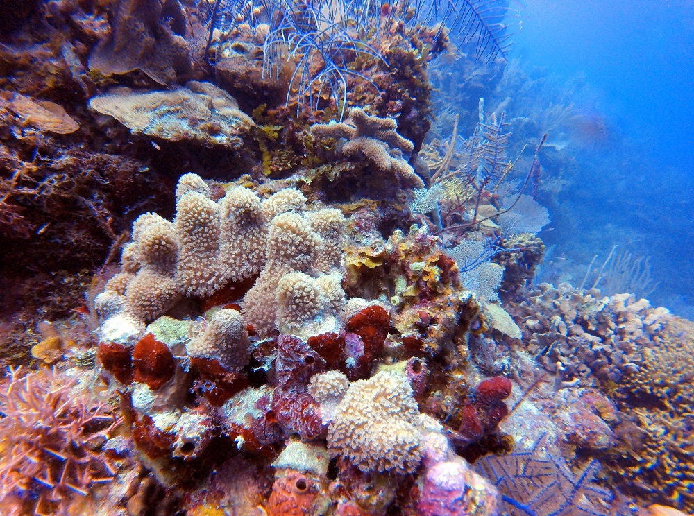 Buceo entre corales en Utila, Honduras ©Bernardita Leria