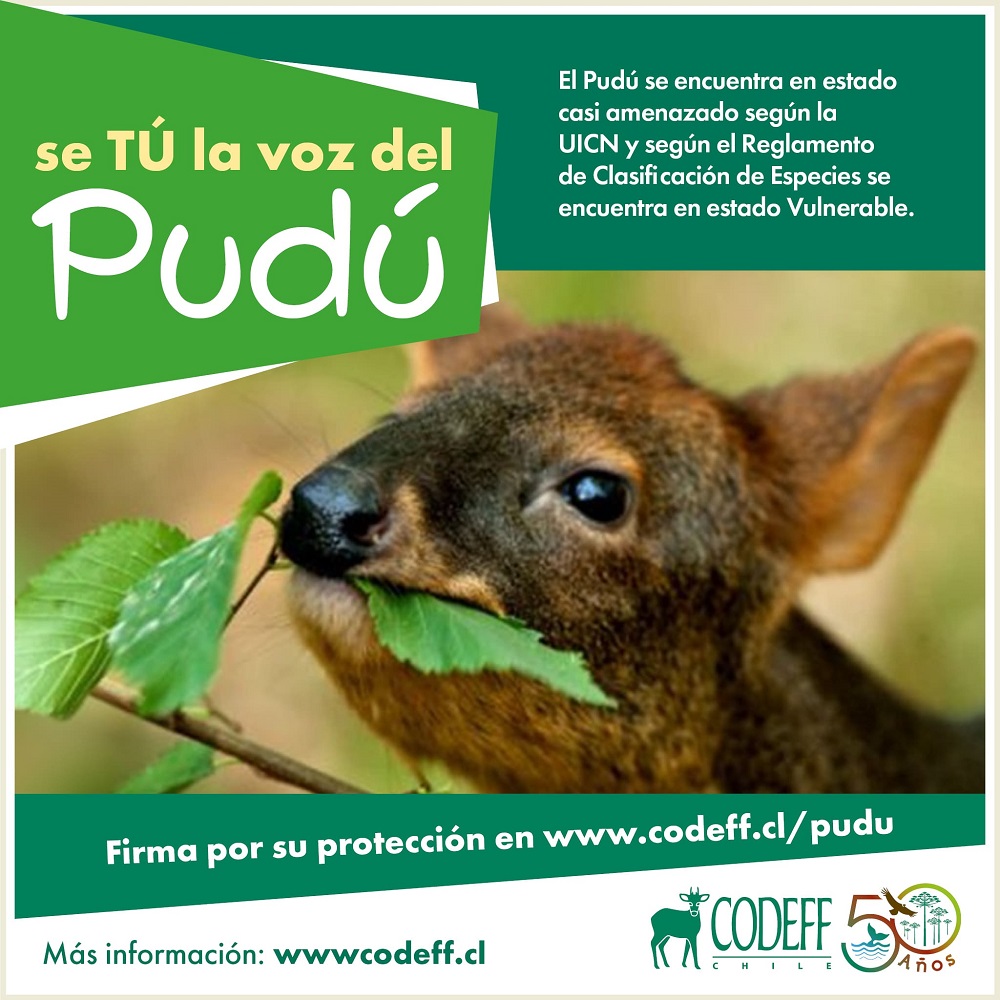Campaña de Codeff para protección del pudú