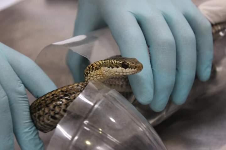 Caso de maltrato animal, serpientes en botellas ©Parquemet